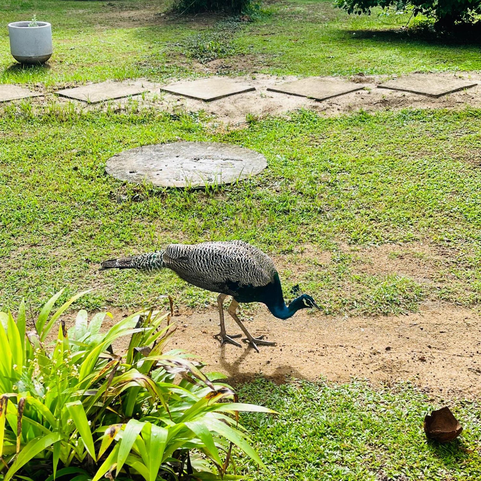 Hanguk Lanka Lagoon Villa 坦加拉 外观 照片