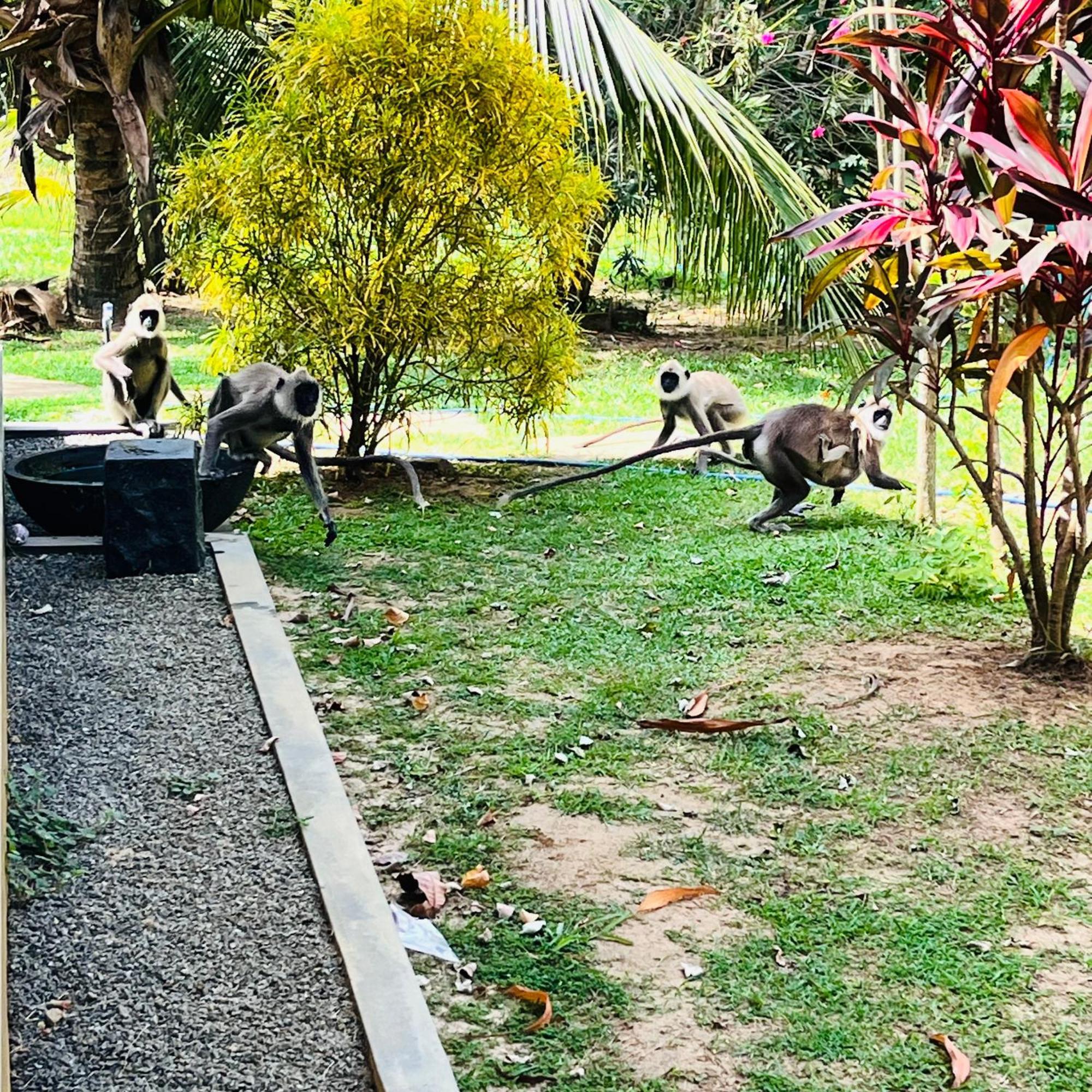 Hanguk Lanka Lagoon Villa 坦加拉 外观 照片